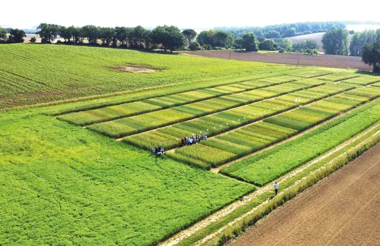 Parcelles d'essais "Variétés de blé tendre pour le bio" dans le réseau Expébio vues par drone.