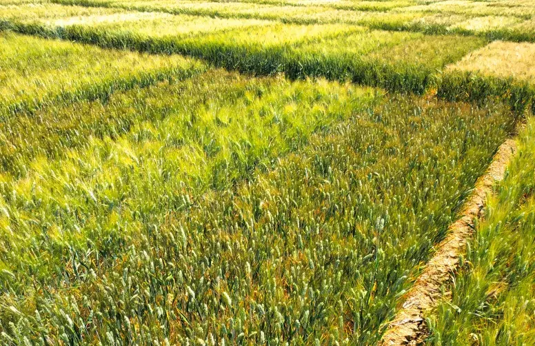 Projet B-SWheat. Variétés de blé dur et tendre.