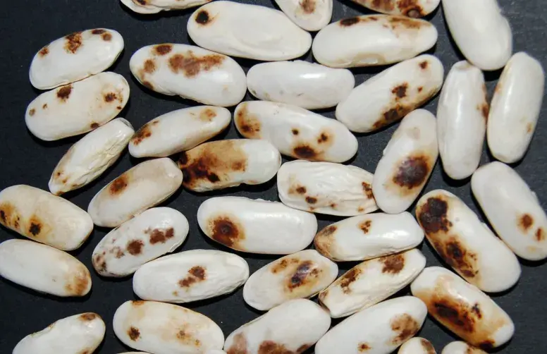 Symptômes d’anthracnose sur graines de Faba asturiana, variété traditionnelle de haricot blanc cultivée dans le nord de l’Espagne. 