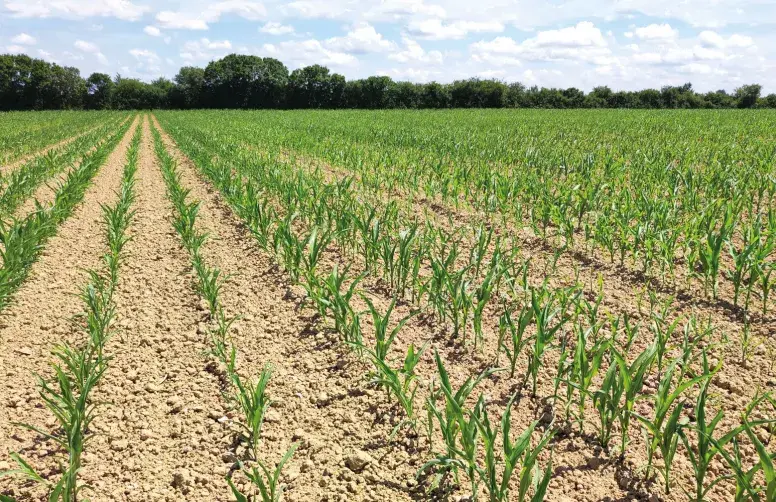 Le début de cycle du maïs constitue une phase particulièrement exposée aux attaques de taupins.