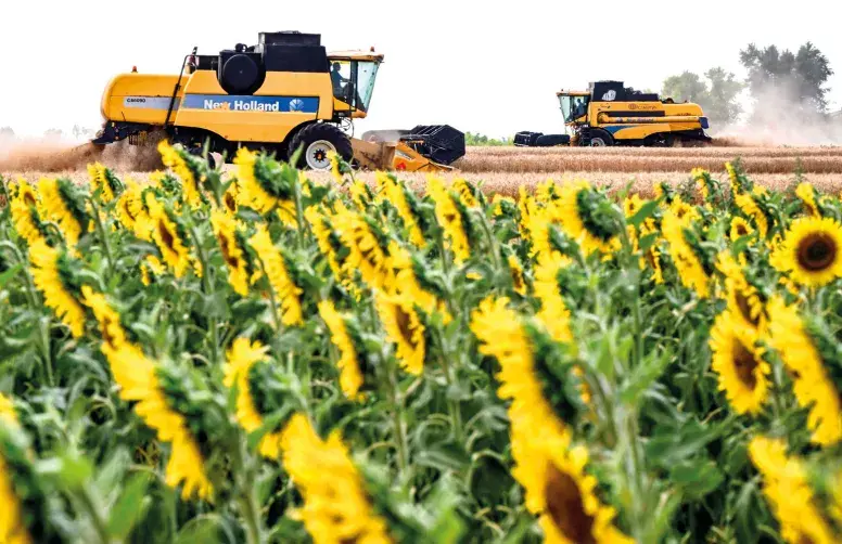 En 2026, le tournesol s’impose dans de nombreux assolements au détriment du maïs.