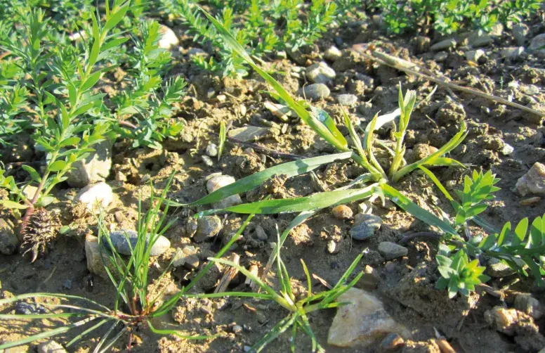Dans une parcelle à problématique graminées, une gestion dans la rotation est primordiale. Pour complémenter les antigraminées foliaires, l’application de Colzamid en prélevée peut permettre de diminuer les niveaux d’infestation, surtout en vulpin.