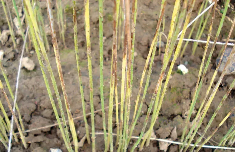 Tiges de lin fibre attaquées par Verticillium dahliae, responsable de la verticilliose en lin