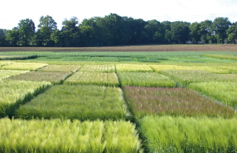Parcelles d'essais de post-inscription évaluant les variétés d'orges d'hiver.