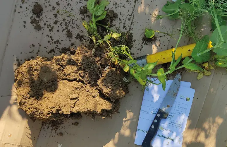 La structure ouverte avec des mottes poreuses dans le pois, permet d’envisager l’implantation du colza suivant avec un travail du sol superficiel, voire un semis direct.