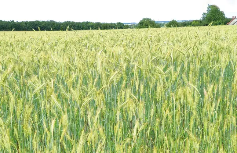 Parcelle de triticale proche de la maturité