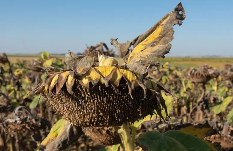 Capitule de tournesol en cours de maturation