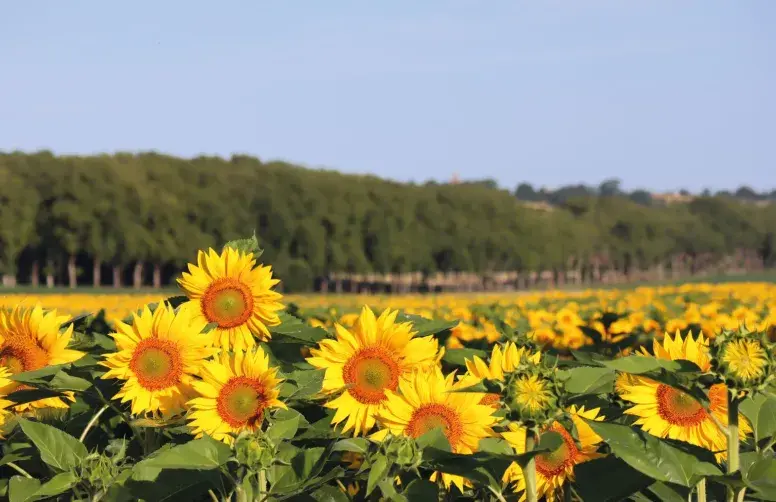 Récolter le tournesol au bon moment est crucial pour dégager une marge satisfaisante