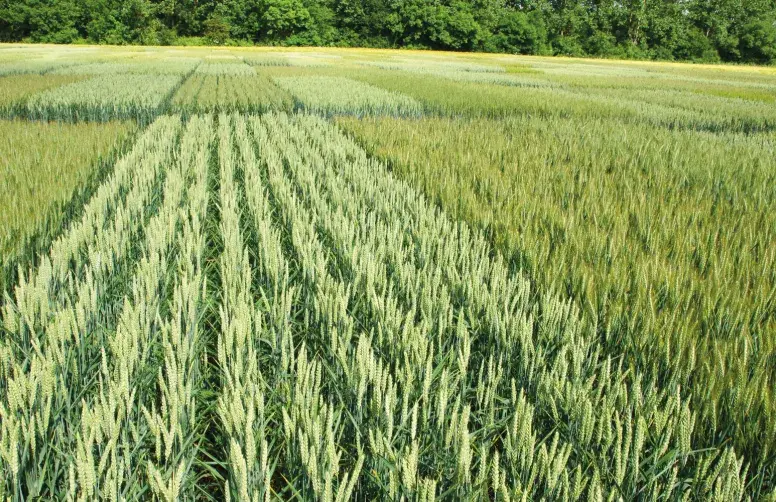 En 2024 et 2025, la BEI a investi près de 15 milliards d’euros dans l’agriculture et la bioéconomie.