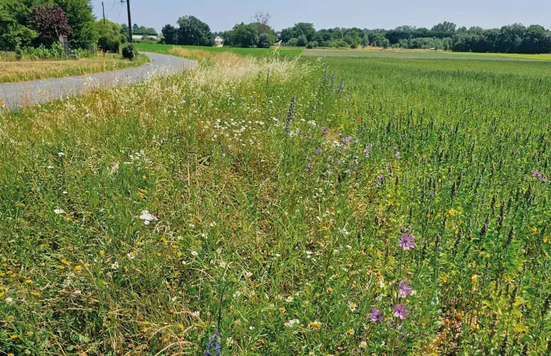 Les mélanges établis dans le projet FLOR’AGRI sont composés de 13 à 18 espèces sauvages, et sont affinés en fonction de la zone biogéographique d’implantation (Massif armoricain et Bassin parisien Sud).