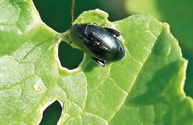 La gestion de la grosse altise repose avant tout sur une stratégie agronomique visant à sécuriser l’implantation et la croissance du colza à l’automne. 
