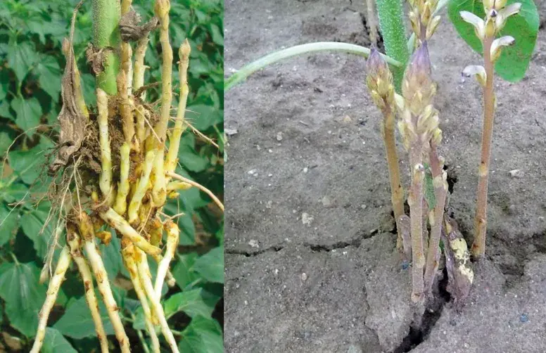 Orobanche cumana : à gauche, tubercule souterrain parasitant les racines du tournesol ; à droite, partie aérienne (hampes florales). 