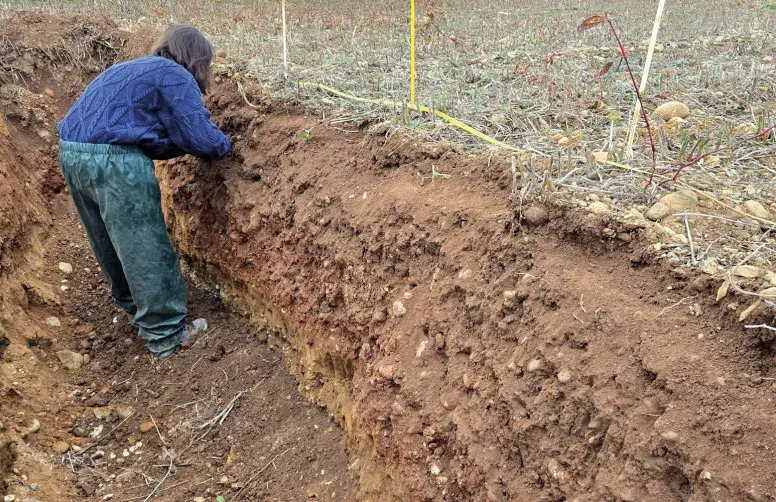 Une amélioration de la stabilité structurale en surface est observée dans la modalité sous couvert. 