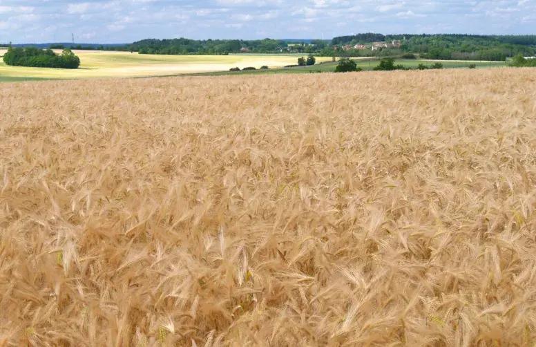 Les charges opérationnelles (fertilisation, protection intégrée) représentent environ 30 % du coût de production des orges françaises ; celles de mécanisation et de main-d’œuvre atteignent presque 50 %.