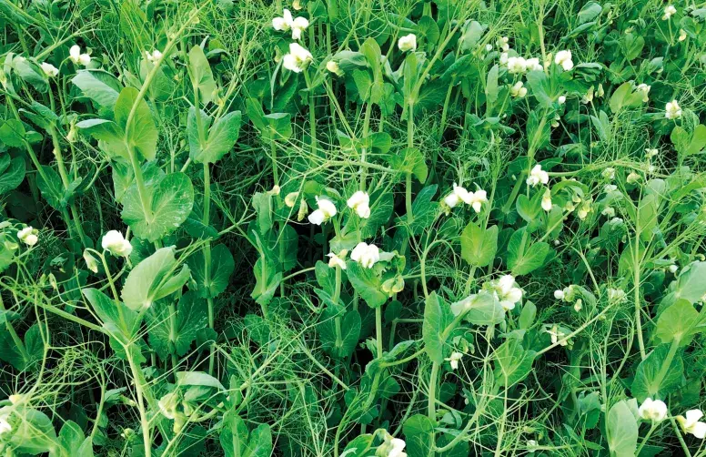 Pois d'hiver en fleur