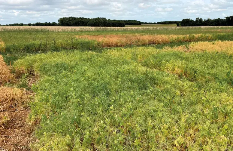 Parcelles d'essai de variétés de pois d'hiver (campagne Terres Inovia 2024-2025)