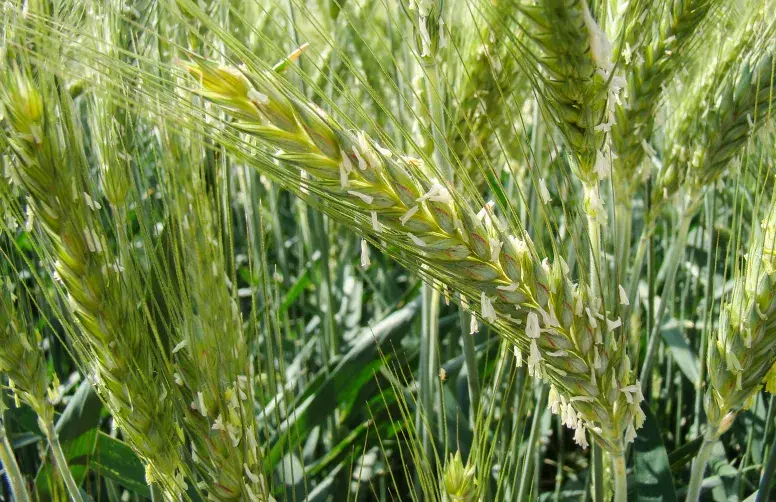Epis de triticale immatures