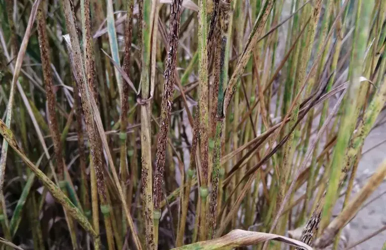 Tiges de blés attaqués par la rouille noire : lésions sombres semblables à des déchirures