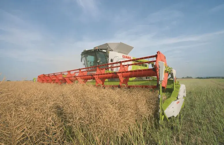 Le rendement moyen de colza 2026 avoisinerait les 33,4 q/ha