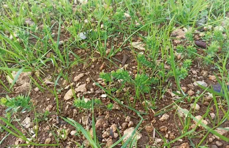 Les programmes antigraminées et antidicotylédones ont beaucoup évolué ces dernières années, en lien avec le retrait de plusieurs herbicides majeurs sur lin oléagineux.  