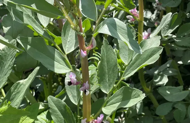 Féverole d'hiver à fleurs violettes (gros plan)