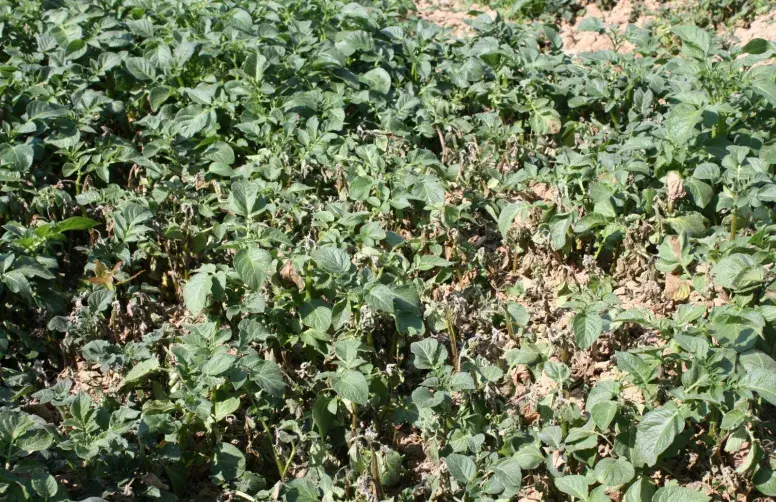 Un tas de déchets de pomme de terre avec repousses tachées par le mildiou