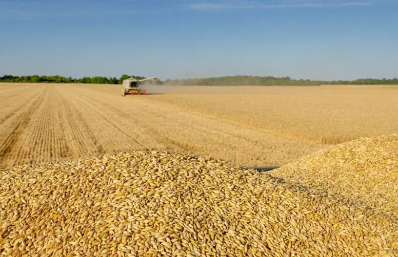 La qualité des orges de printemps 2026 est globalement satisfaisante.