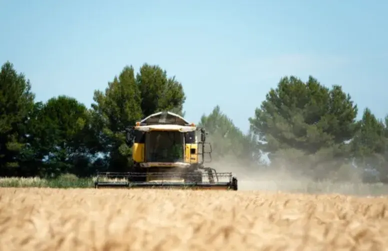 La production de blé dur affiche une baisse de 16,6 % par rapport à 2025