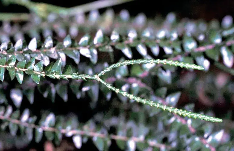 Les génomes végétaux renferment une mémoire insoupçonnée des virus ayant infecté les plantes au cours de leur histoire évolutive.