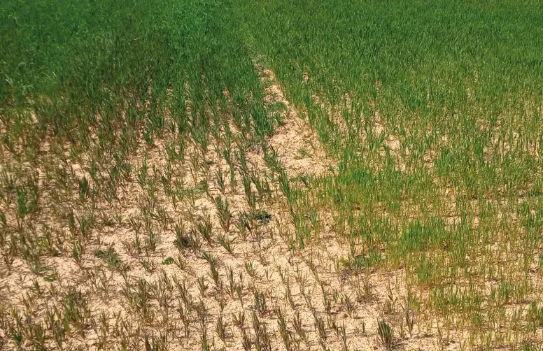 Une coloration rouge violacée des feuilles est le symptôme de plantes carencées en phosphore. 