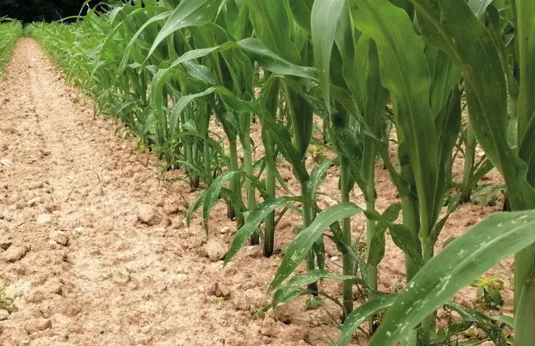 Carence en potassium sur maïs. Les systèmes d’élevage, avec des retours de fumier insuffisants en parcelles éloignées de la ferme, sont des situations à risque de carence en potassium.