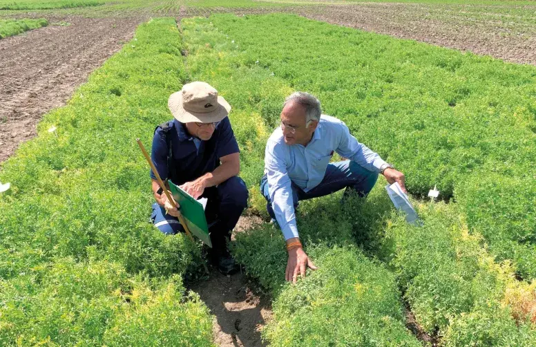 Des variétés de lentille issues des collections génétiques de l’Icarda ont été implantées dans des essais en France, notamment sur la plateforme Terres Inovia de Clermont-Ferrand (63).