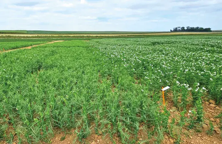 Le projet FiLoLég comprend plusieurs axes, dont l’amélioration de la productivité des cultures et le renforcement de la rentabilité pour les producteurs.