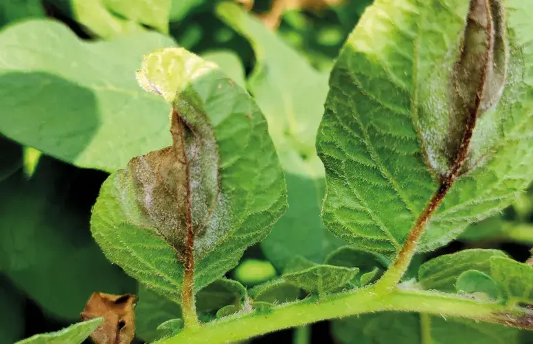 Taches de mildiou sur le dessous des feuilles de pomme de terre
