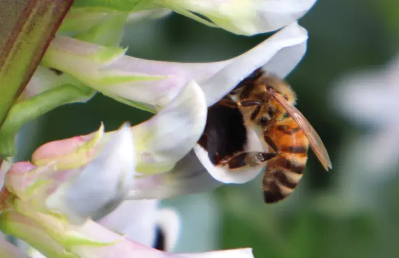 Une abeille mellifère butine une fleur de féverole