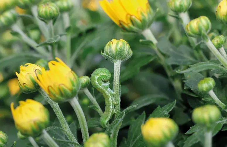 Du fait de sa capacité à se développer sur plus de 100 plantes hôtes, la lutte contre la noctuelle de la tomate nécessite une coordination territoriale et collective.