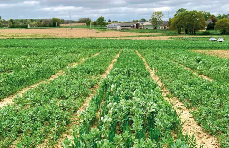 Parcelles d'essais évaluant les performances en AB d'associations féverole x triticale ou blé tendre d’hiver.