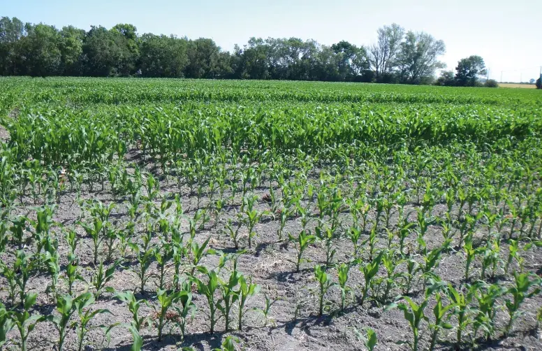 En sols argileux hydromorphes, le travail mécanique alternatif au glyphosate se traduit par un décalage de la date de semis et de l’ensemble du cycle de la culture.