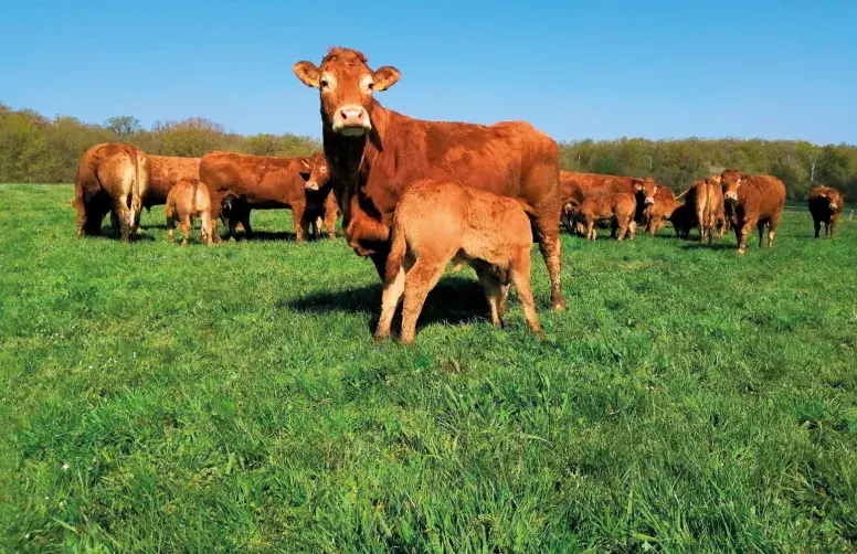 Vaches limousines allaitantes élevées en bio à la Ferme expérimentale des Bordes (Indre).