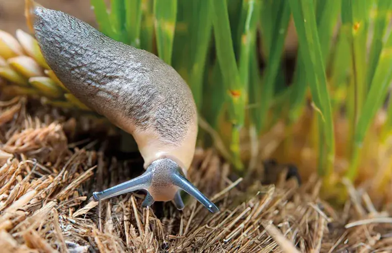Les céréales sont sensibles aux attaques de limaces du semis jusqu’au stade 3-4 feuilles.