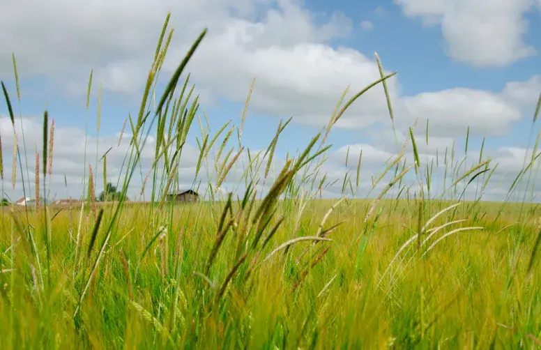 72 % des 1398 agriculteurs ayant répondu à une enquête nationale menée entre janvier et mars 2025 ont déclaré avoir des problèmes de gestion des graminées adventices en céréale à paille.