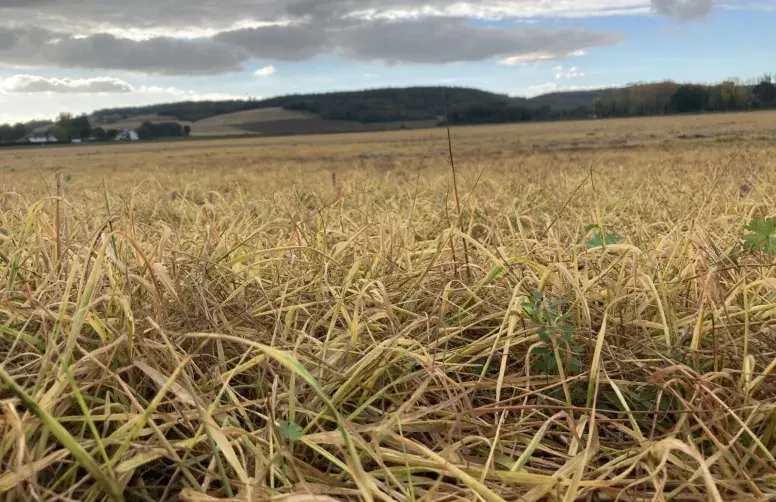 Repousses d'interculture désherbées au glyphosate