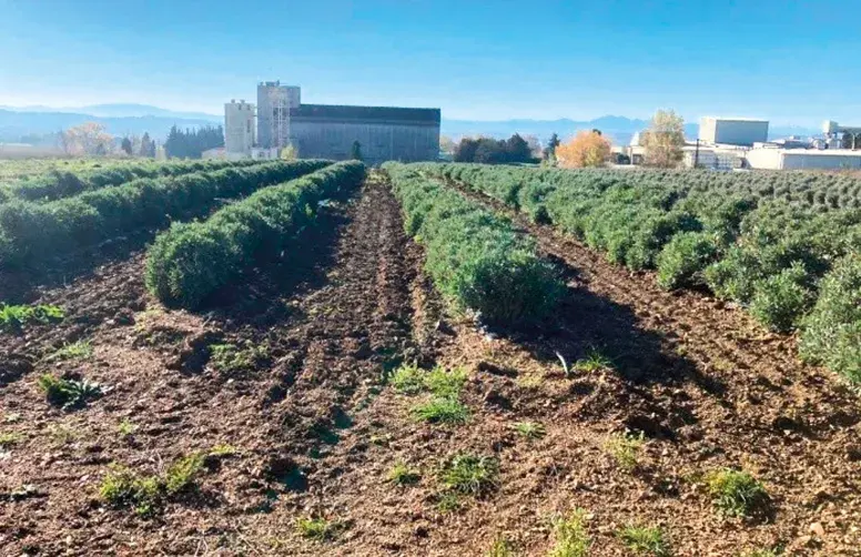 Irriguer le guayule est plutôt contre-productif : la production de polyisoprène, qui compose le latex, est favorisée par le stress hydrique.