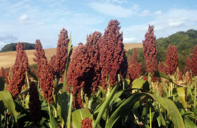 Parcelle de sorgho grain, avec les épis au premier plan