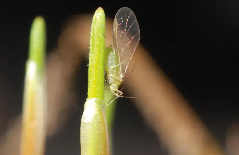 Sur céréales à paille d’hiver, le seuil de risque est atteint quand 10 % des plantes portent au moins un puceron, ou quand des pucerons sont présents sur la parcelle durant plus de 10 jours.