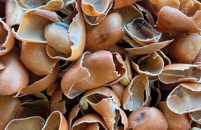Coques de graines de tournesol décortiquées à la mule de pierre