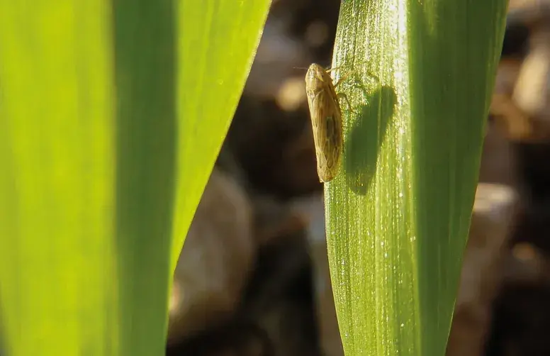 Une cicadelle des céréales sur une jeune orge