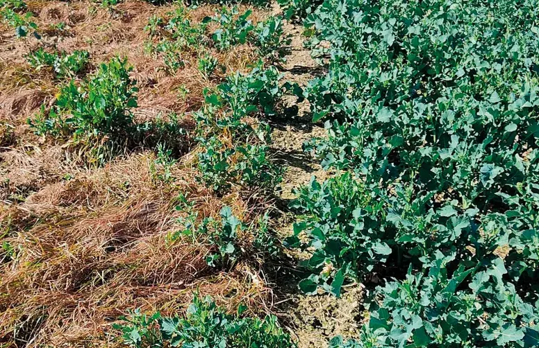 Sans prélevée, la propyzamide est impuissante à contrôler les fortes pressions de graminéess : à gauche, colza ayant reçu une application unique en novembre de Kerb Flo à 1,87 l/ha ; à droite, application de prélevée (avec Butisan 1,5 l/ha), puis Kerb Flo 1,87 l/ha en novembre (situation à mi-mars en Haute-Garonne). 