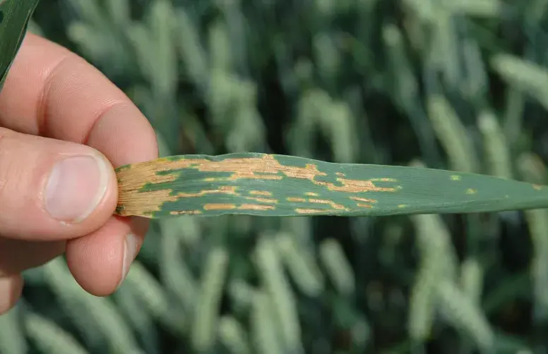 Septoriose sur feuille de blé tendre
