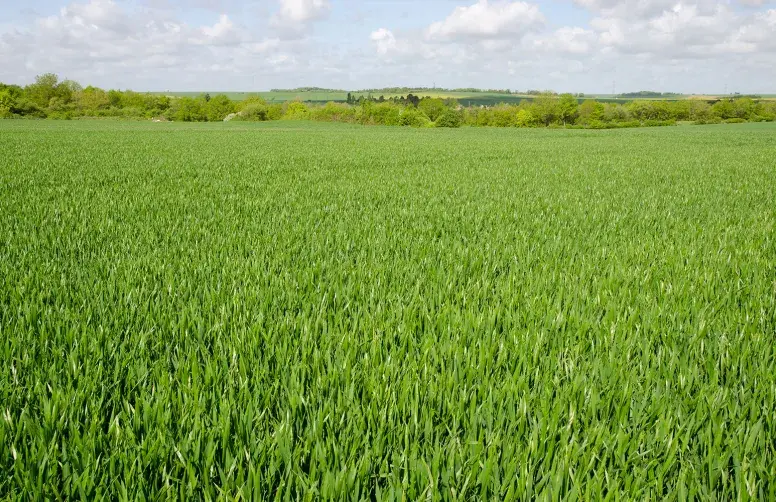 parcelle de blé fin montaison